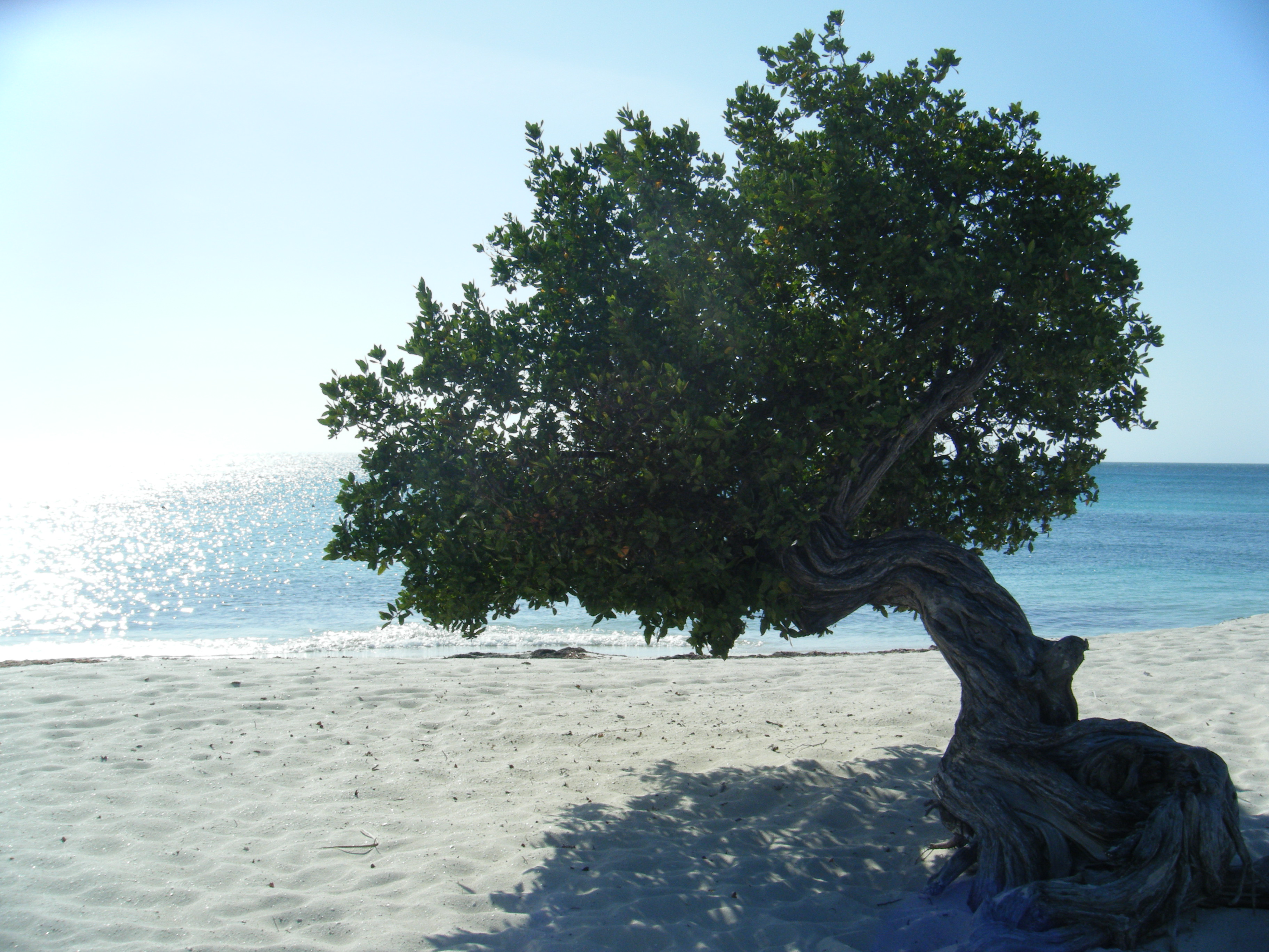 Aruba – die Heimat der Divi Divi Bäume
